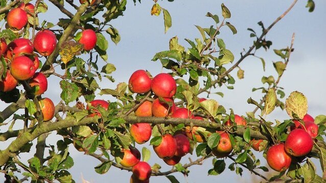 Fruit schadelijker dan koolzuurhoudende dranken