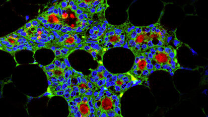 Dental stem cells able to generate milk-producing cells in mice