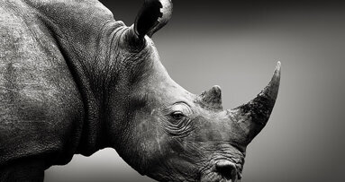 Scientists extract extensive data from 1.77 million-year-old rhino tooth