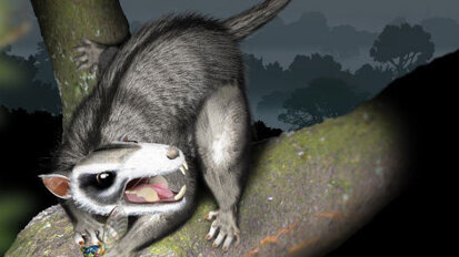 Evolutionaire beet bij prehistorische zoogdieren