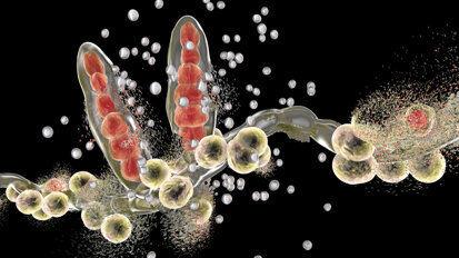 Nanorobots quickly and effectively target fungal infections in the oral cavity