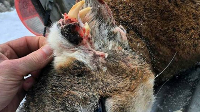 Berglöwen wächst zweites Gebiss am Kopf