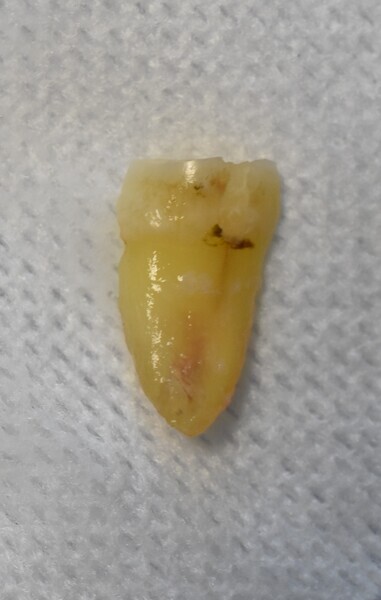 Fig. 8