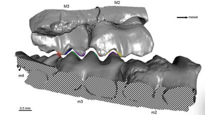 Studie zu Kaubewegungen vor 150 Millionen Jahren