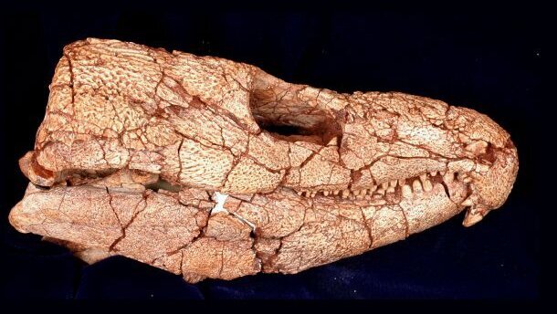 Researchers reveal proof for oldest known toothache