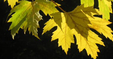 Henry Schein helps plant more than 6,500 trees