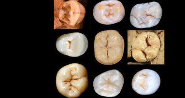 Gebitsanalyse zet evolutie-experts voor raadsel