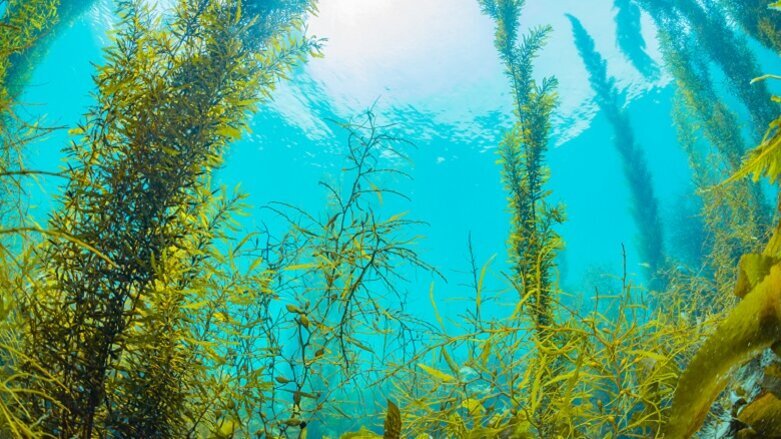 Award-winning seaweed drug helps fight disease