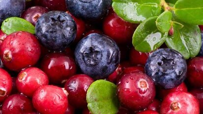 Estudo indica potencial de extrato de berry para combater bactérias dentárias