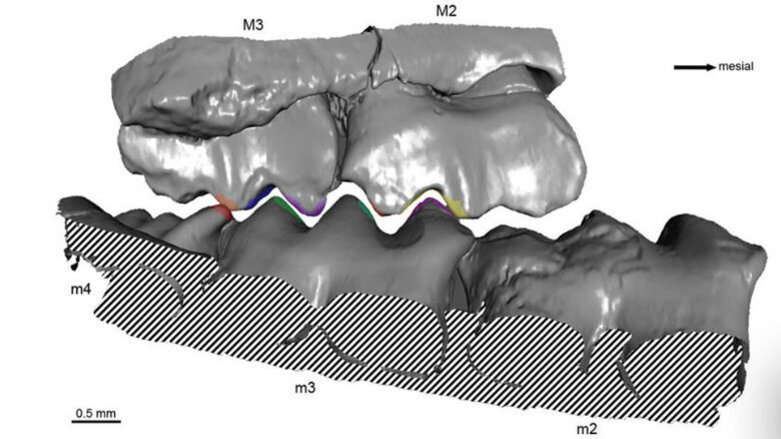 Studie zu Kaubewegungen vor 150 Millionen Jahren