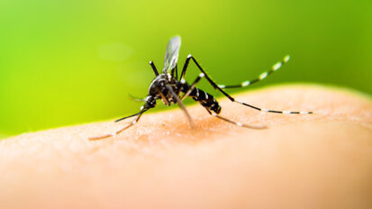 Zahnpastainhaltsstoff: Triclosan wirksam gegen Malaria