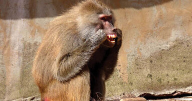 Zoo primate takes dental care seriously
