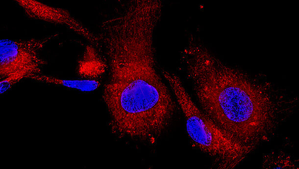 Le cellule staminali una via possibile per rigenerare i denti perduti?
