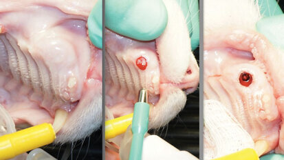 Feline dental implants: New paradigm shift in maxillary cuspid extraction treatment planning