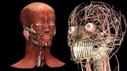 Cabeça e pescoço digitais em 3-D para revolucionarem os treinamentos odontológicos