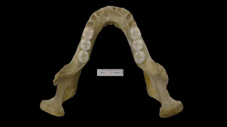 Un fossile de mandibule met en exergue la complexité de l'origine de l’homme de Néandertal