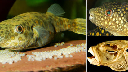 Tooth replacement in puffer fish may advance dental therapies