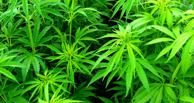 Cannabis als Medizin?