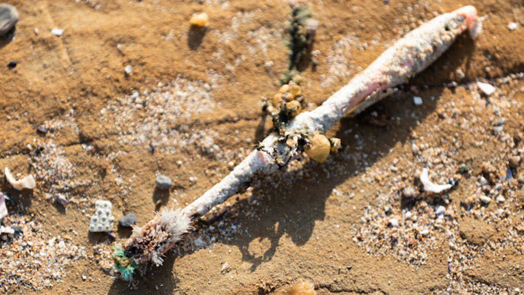 Plastikowe szczoteczki do zębów zanieczyszczają naszą planetę