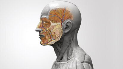 Dissezione anatomica in chirurgia orale: Guida per un’operatività consapevole