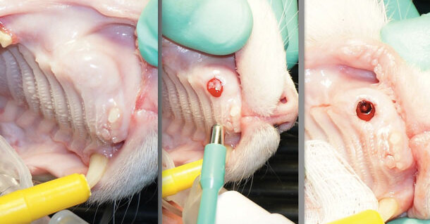 Dental News - Feline dental implants: New paradigm shift in maxillary ...