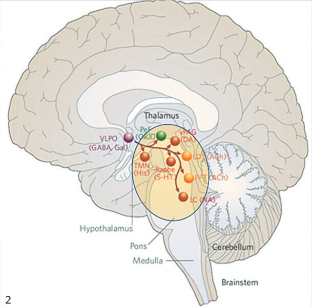 Fig. 2