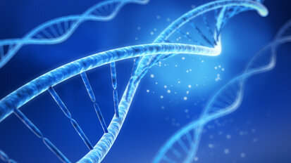 Karies: Wissenschaftler entschlüsseln weitere Bakterienart
