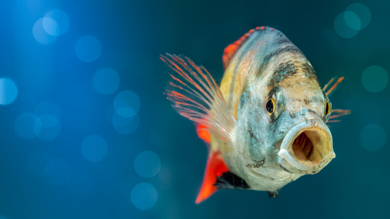 Oral organs of fish capable of tissue regeneration