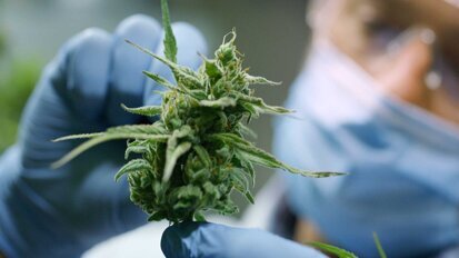 Marihuanakonsum: Testverfahren misst den THC-Gehalt im Speichel