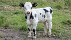 Subsidie voor ACTA-onderzoek naar alternatieven voor proefdieren