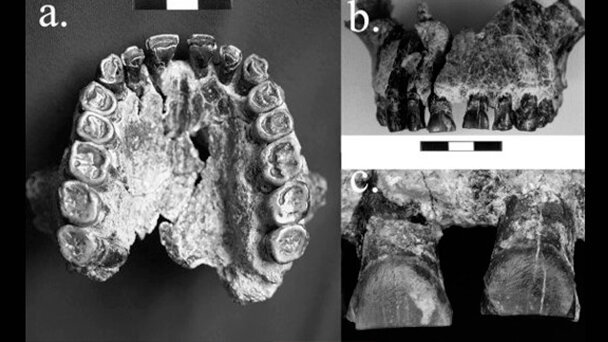 I denti rivelano che i primi umani erano destrimani