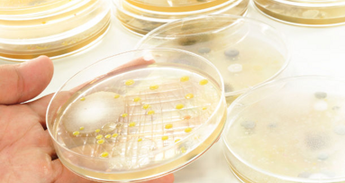 Onemogočanje tvorbe biofilma