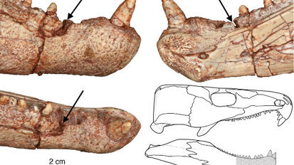 Forscher weisen Millionen Jahre alten Zahnschmerz nach