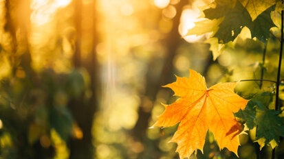 Sunshine vitamin D and COVID-19: Is there a correlation?