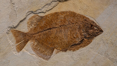 Dentin als evolutionäres Erbe aus der Haut gepanzerter Urfische