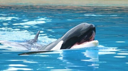 PETA estimula a sociedade ortodôntica a mover o evento do SeaWorld