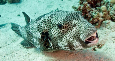 Una ricerca sul pesce palla potrebbe aiutare a risolvere il problema dell’edentulia nell’uomo