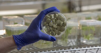 Plant-based chewing gum reduces oral microbes associated with head and neck cancer