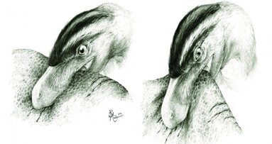 Dinosaur teeth give insight into their feeding habits