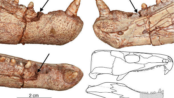 Forscher weisen Millionen Jahre alten Zahnschmerz nach