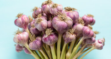 Garlic extract in mouthwash may be a safe alternative to chlorhexidine