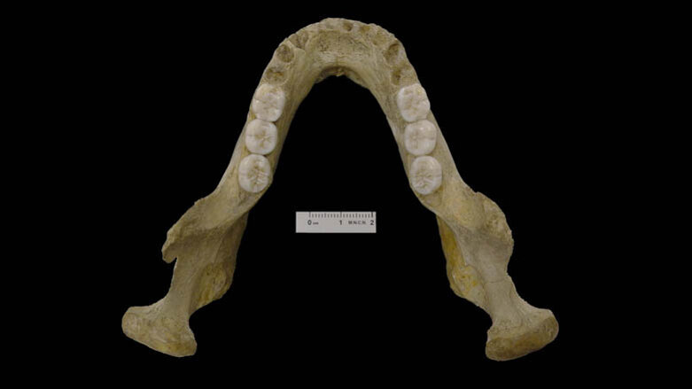 Fossil mandible points to complexity of Neanderthals’ origin