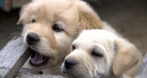 Crescita ossea potenziale nelle cellule staminali dei denti del cane