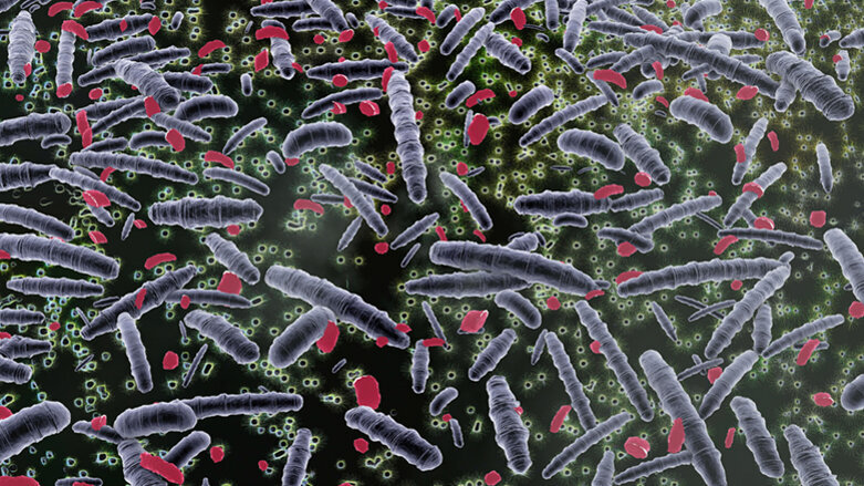 Orální mikrobiota, střevní mikrobiota a zánětlivé onemocnění střev
