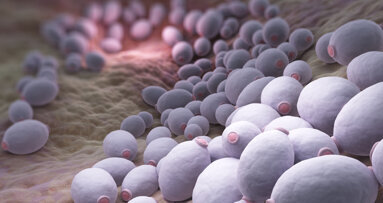Mechanism behind oral candidiasis discovered