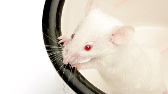 New research could lead to major advances in regenerative dentistry