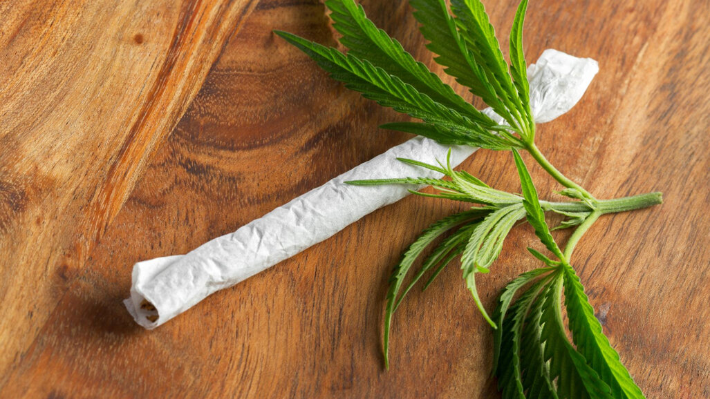 Regular cannabis users may require higher anaesthetic doses for oral surgery