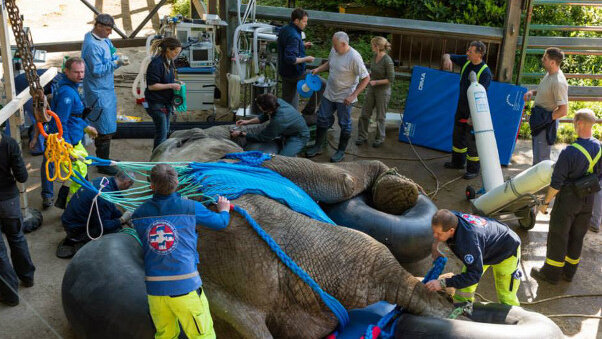 Au zoo de Bâle, opération réussie sur une défense d´éléphant