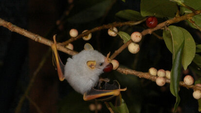 Vorbild Fledermaus