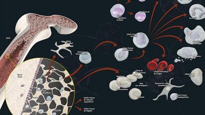 Stem cells in implant dentistry
